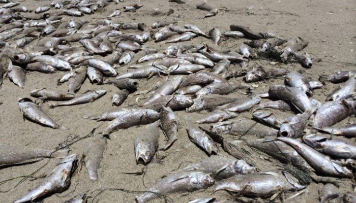 Χαλκιδική: Μυστήριο με νεκρά ψάρια στο λιμανάκι του Νέου Μαρμαρά (Photo) - Media