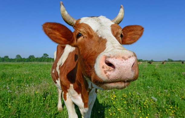 Σοκ: 16,4 εκατ. Αμερικανοί επιμένουν πως το σοκολατούχο γάλα παράγεται από τις καφέ αγελάδες! - Media