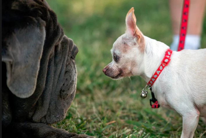 Αυτός είναι ο πιο άσχημος σκύλος στον κόσμο - Ο σκληρός ανταγωνισμός (photos) - Media