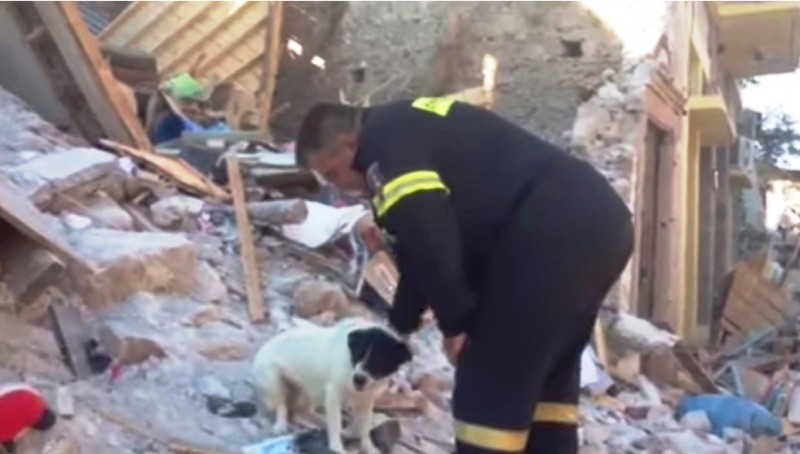 Οι «Χάτσικο» της Βρίσας: Τα δύο σκυλιά που έμειναν στο σεισμόπληκτο χωριό - Media