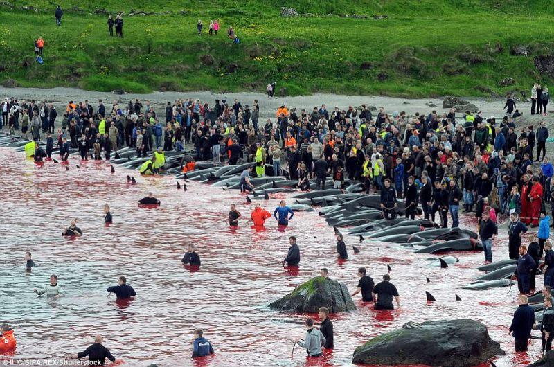 Η «σφαγή των αθώων» στις Φερόες Νήσους - Το «έθιμο» θανάτωσης φαλαινών που κρατά 400 χρόνια  (Σκληρές Εικόνες) - Media