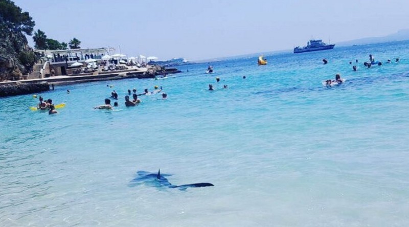 Πανικός στην παραλία: Καρχαρίας βγήκε στα ρηχά (Photo, Videos) - Media