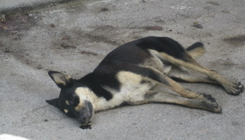 78χρονος πυροβόλησε και σκότωσε σκύλο μπροστά σε μαθητές - Media