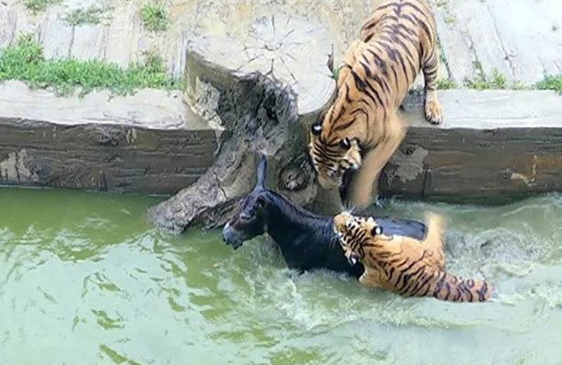 Τερατώδες: Έριξαν ζωντανό γαϊδουράκι σε κλουβί με τίγρεις (Video, σκληρές εικόνες) - Media