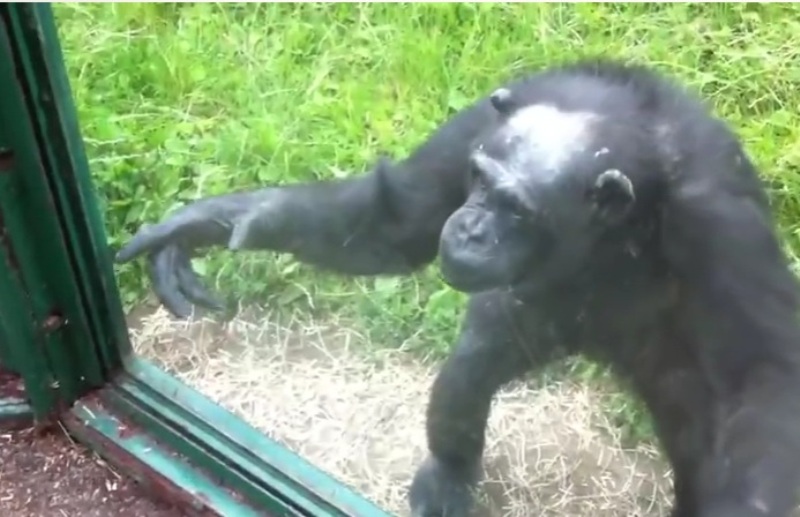 Κάνει ζέστη… και ο χιμπατζής σας δίνει οδηγίες για να πιει το αναψυκτικό σας(Video) - Media