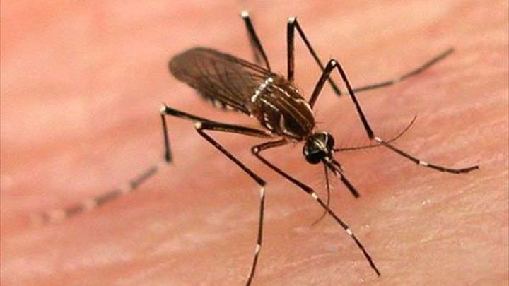 Το κόλπο για να μένουν μακριά τα κουνούπια - Media
