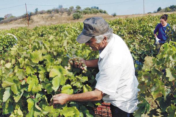 Αποστόλου: Καταργείται ο ειδικός φόρος κατανάλωσης στο κρασί - Media