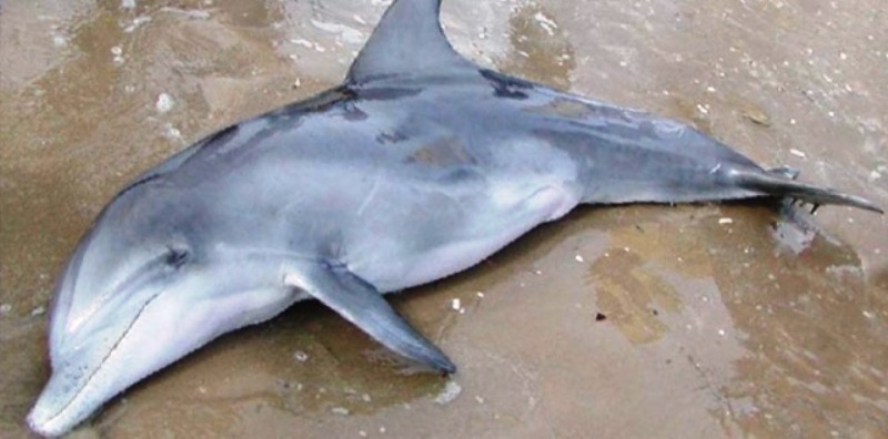 Και άλλο δελφίνι ξεβράστηκε νεκρό στη Χαλκιδική – Κινδυνεύουν με αφανισμό και οι καρχαρίες της Μεσογείου - Media