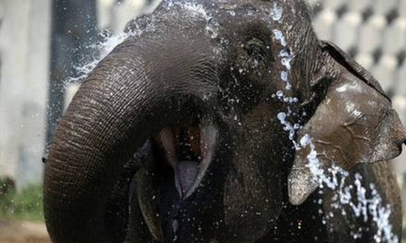 Δραματική επιχείρηση διάσωσης ελέφαντα εν μέσω του ωκεανού (video) - Media