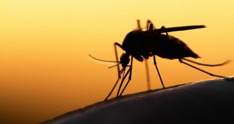 Συναγερμός για την ελονοσία σε Ηλεία και Αχαΐα - Media