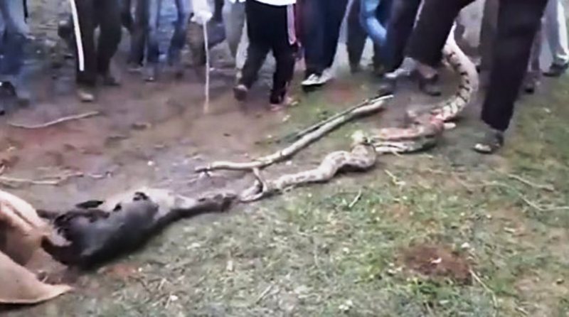 Ινδοί χωρικοί τραβούν μια... ολόκληρη κατσίκα από το στόμα πύθωνα (Video) - Media
