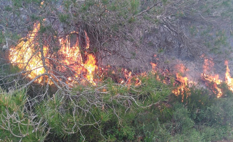 Ζάκυνθος: Πυρκαγιά σε δασική έκταση στο χωριό Μαχαιράδο - Media