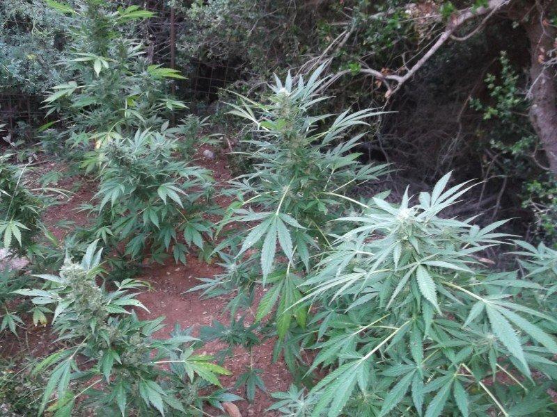Εντοπίστηκε «ορφανή» φυτεία κάνναβης στον Μυλοπόταμο  - Media
