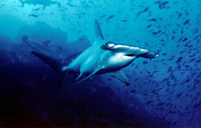 Θηρίο στο αγκίστρι - Τεράστιο καρχαρία έπιασε ψαράς με... πετονιά (Video) - Media