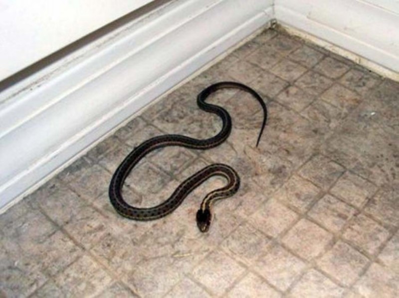 Θεσσαλία: Φίδι «μπούκαρε» στο σπίτι οικογένειας - Media