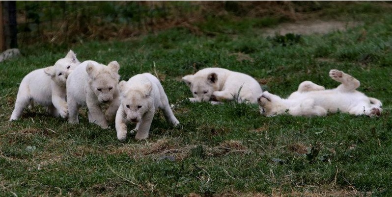 Πέντε λευκά λιονταράκια ξεσηκώνουν την Τσεχία (Photos) - Media
