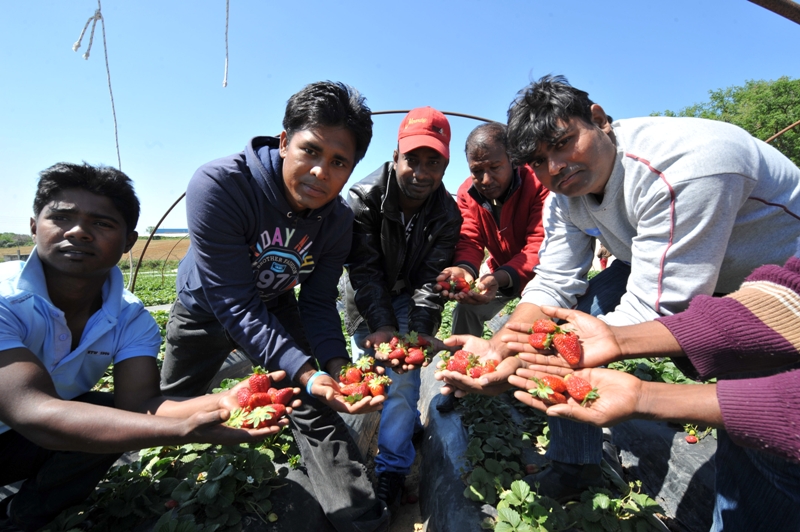 Μανωλάδα: Μείωση της ποινής για τις «ματωμένες φράουλες» - Η οριστική απόφαση του δικαστηρίου - Media