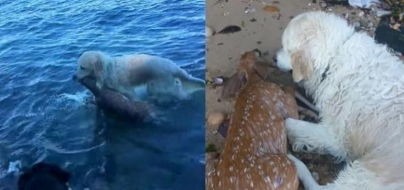 Σκύλος βούτηξε στα νερά του Λονγκ Άιλαντ και έσωσε ελαφάκι που πνιγόταν  - Media