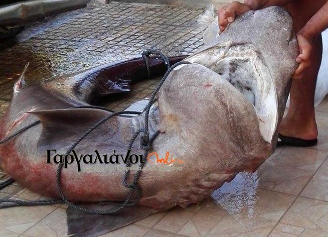 Μαραθόπολη: Ψαράς έπιασε καρχαρία 180 κιλών! (Photos) - Media