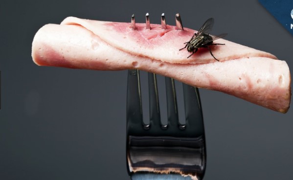 Τι μπορεί να πάθει κανείς αν κάτσει μία μύγα στο φαγητό του (Video) - Media