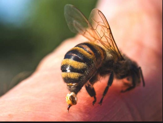 Τι πρέπει να κάνεις αν σε τσιμπήσει μέλισσα ή σφήκα - Media