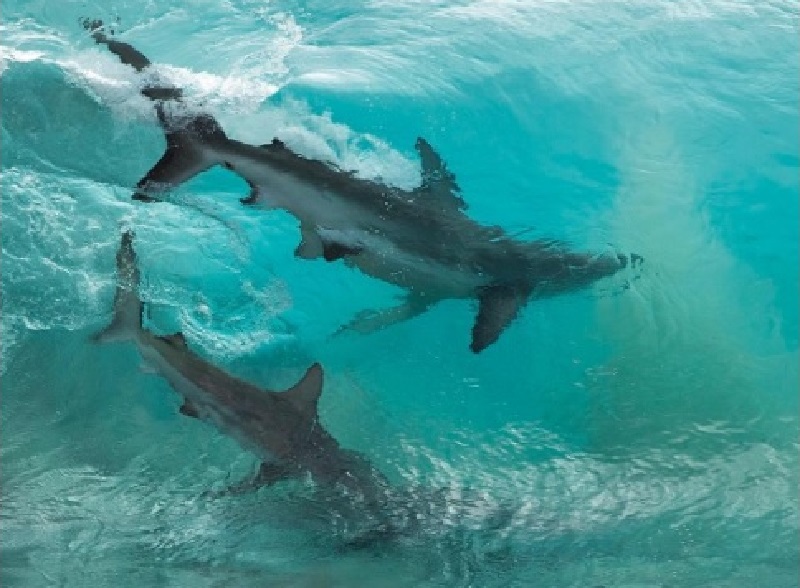 Τρόμος στα ρηχά: Καρχαρίες βολτάρουν λίγα μέτρα κάτω από παιδιά (Video) - Media