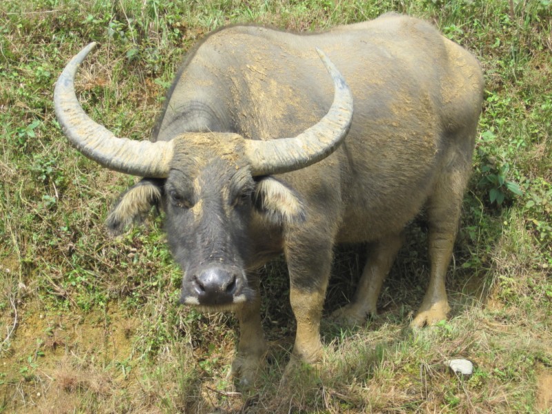 Φρίκη: Βουβάλι σκοτώνει το αφεντικό του με τα κέρατά του (Video, σκληρές εικόνες) - Media