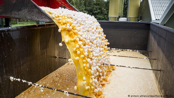 Συναγερμός στη Γερμανία: 10,7 εκατομμύρια μολυσμένα αυγά - Έκτακτη σύσκεψη της Κομισιόν - Media