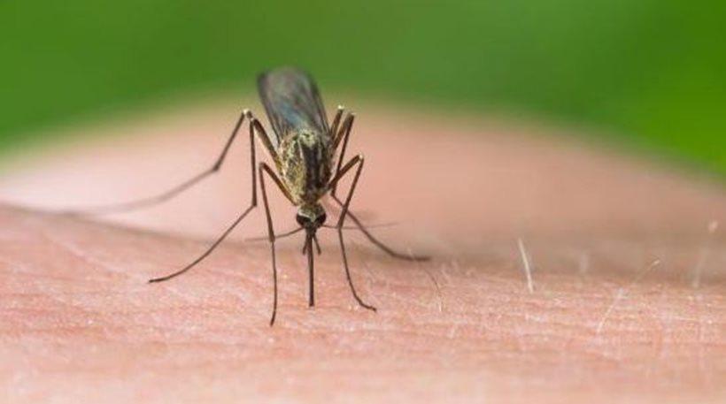 Κουνούπια… γίγαντες στο Ηράκλειο (Photo) - Media