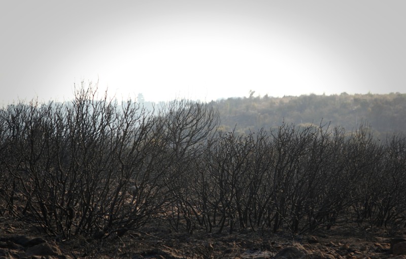 Απομακρύνεται ο εφιάλτης στην Αττική: Οριοθέτηση της πυρκαγιάς  - Media