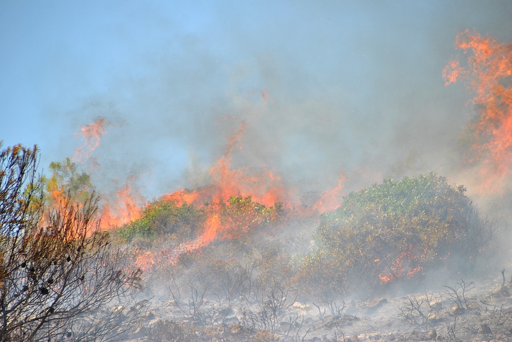 Κριτική της αντιπολίτευσης για την αντιμετώπιση των πυρκαγιών - Media