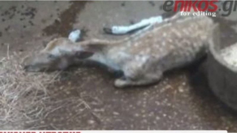 Κολαστήριο ζώων ο ζωολογικός κήπος στην Αχαϊα (Video) - Media