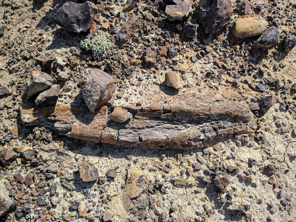 Κίνα: Βρέθηκαν απολιθωμένα αποτυπώματα δεινοσαύρων 100 εκατομμυρίων ετών - Media