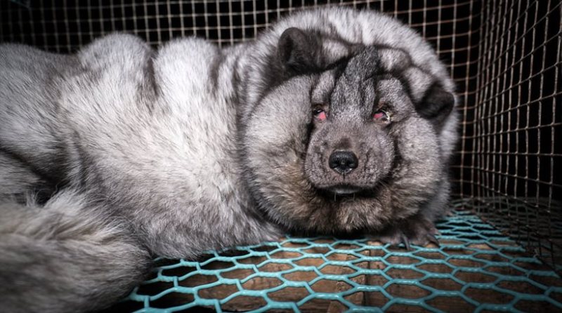 Κτηνωδία: Μετατρέπουν τις αλεπούδες σε τέρατα για να παράγουν περισσότερη γούνα!  - Media Gallery