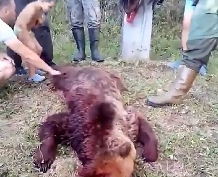 Εμετικό «τελετουργικό» σε νεκρή αρκούδα από μεθυσμένους κυνηγούς (Video) - Media