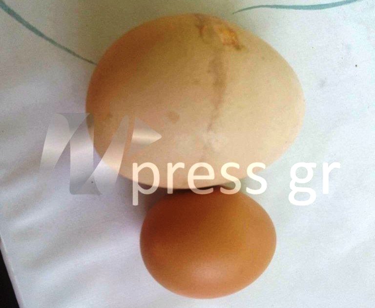 Αυγό γίγας στη Ναυπακτία είχε και 2ο αυγό στο εσωτερικό του (video) - Media