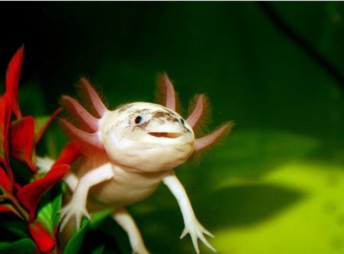 Axolotls: Το ψάρι που σου χαμογελά και έχει χέρια (photos) - Media Gallery 2