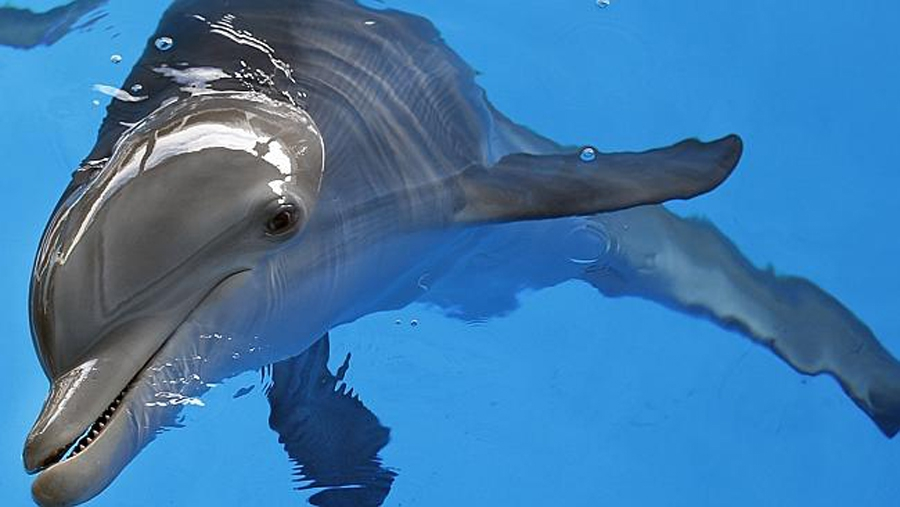Νεκρό δελφίνι σε παραλία της Θεσσαλονίκης (pic) - Media