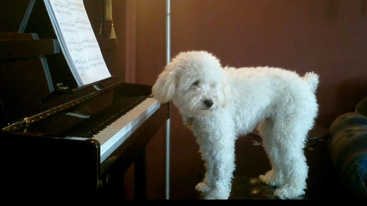 Σκύλος παίζει πιάνο για να… ξεχάσει τη μοναξιά του (video) - Media