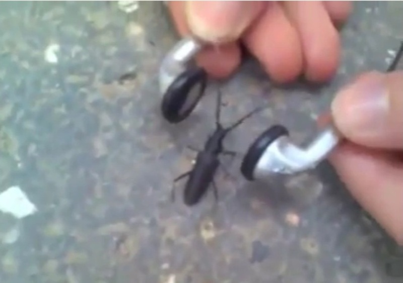Έντομο ακούει μέταλ και χτυπιέται στον ρυθμό (Video) - Media