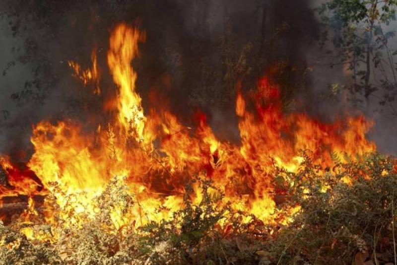 Πρόλαβαν οι πυροσβέστες πυρκαγιά στην Εύβοια – Έρευνες και από την ΕΛΑΣ - Media