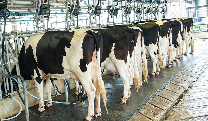 Reuters: Kρίση γάλακτος στην Ευρώπη τα Χριστούγεννα  - Media