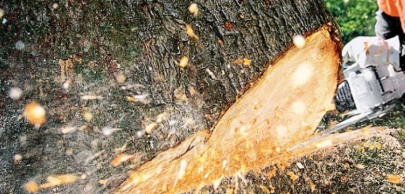 Λέσβος: Βρέθηκε απολιθωμένο δέντρο με κλαδιά, 20 εκατομμυρίων ετών, σε άριστη κατάσταση (Video) - Media