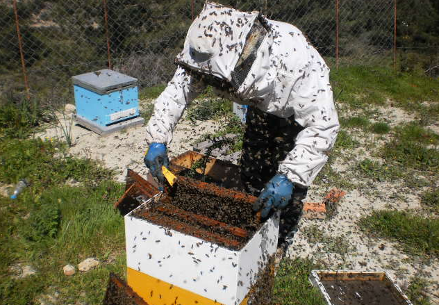 Κρήτη: Τον τσίμπησαν 100 μέλισσες και σώθηκε από θαύμα - Media