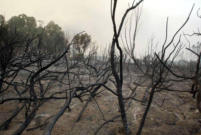 Άμεση η εφαρμογή μέτρων για τις πυρόπληκτες περιοχές της Ανατολικής Αττικής  - Media