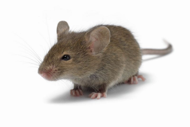 Απίστευτο: Ποντίκια έφαγαν... 30.000 ευρώ - Media