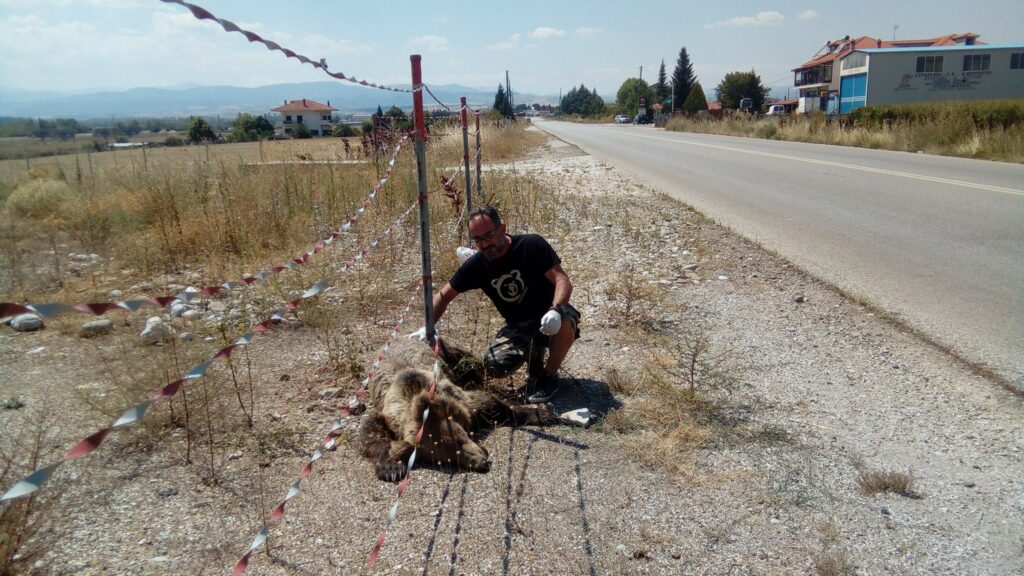 Θεσσαλονίκη: Ακόμη μία αρκούδα νεκρή σε τροχαίο - Media