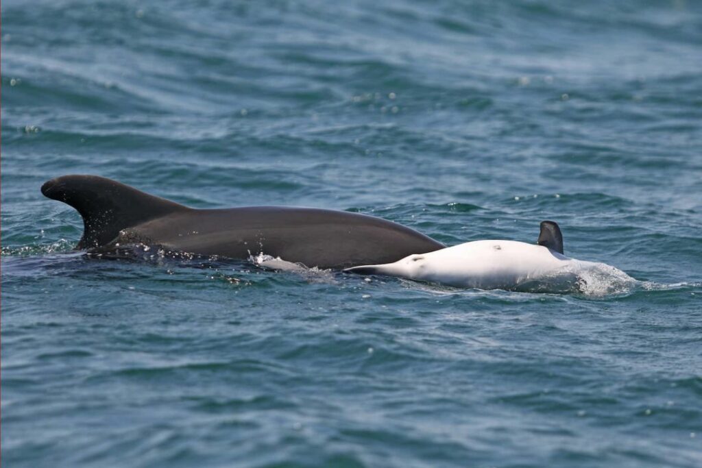Δελφίνι προσπαθεί να ζωντανέψει το νεκρό μωρό του στον Αμβρακικό (video+photo) - Media