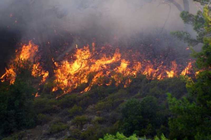 Πυρκαγιά σε δασική περιοχή της Λιθακιάς Ζακύνθου - Media