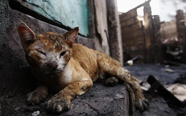 Περίθαλψη σε ζώα με εγκαύματα από την Εθελοντική Δράση Κτηνιάτρων Ελλάδας - Media